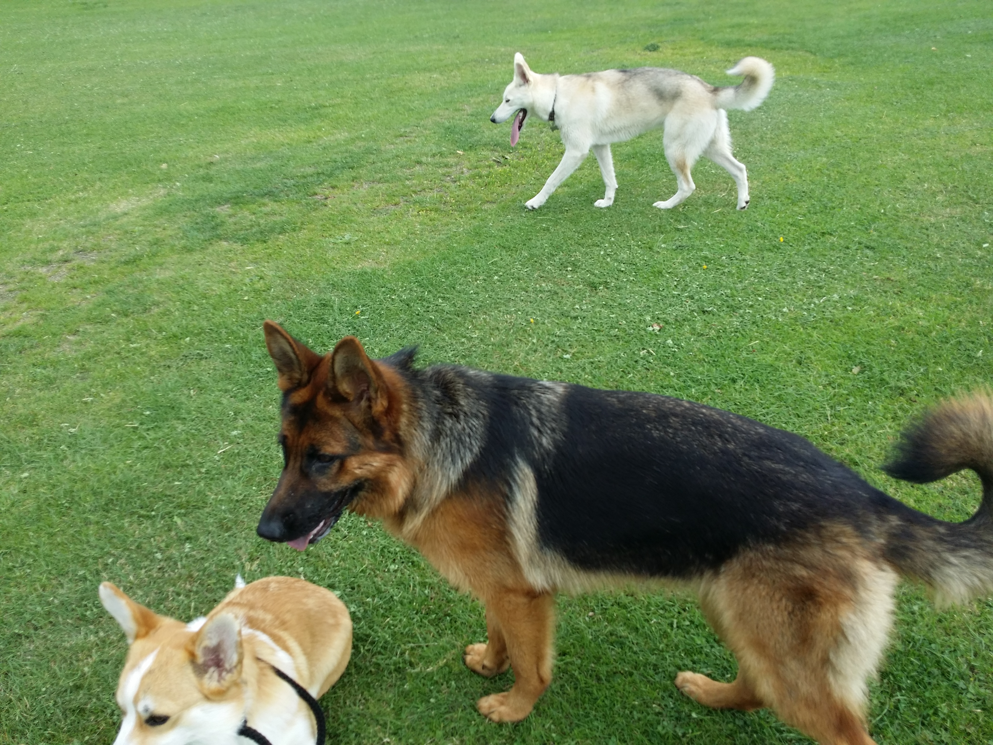 Dylan and a German Shepard Dog